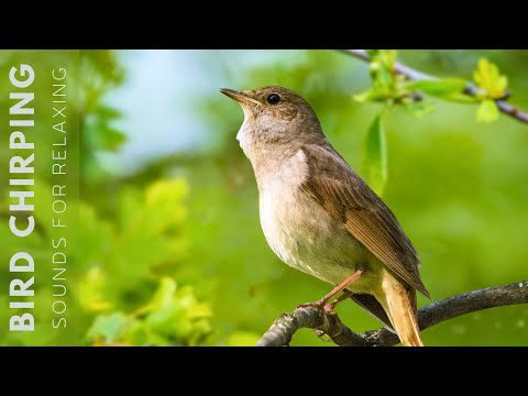 Birds Singing 24 Hours Relaxing Birds Soft Nature Sounds Chirping Birds