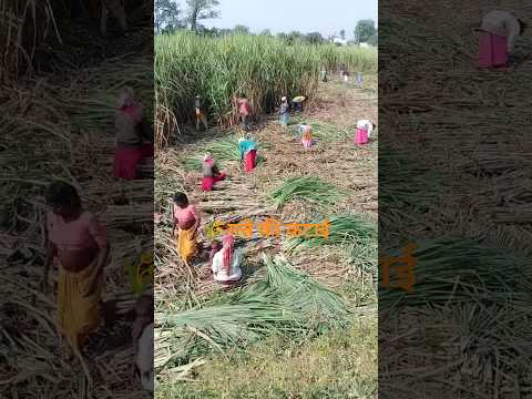 गन न क ख त Ganne Ki Kheti Kaise Karte He Shorts Sugarcane Ganna Use Viral Farming Sugarcane Crop