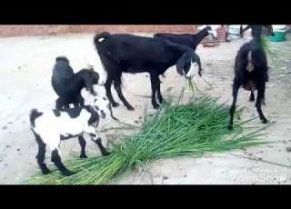 Goat Raising Information That Will Make You A Pro At Raising Goats On Your Rooftop How To Star