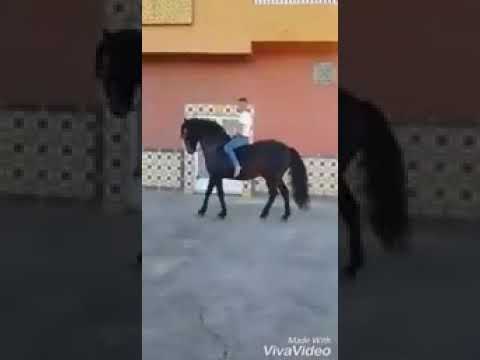 العود يحمقني أو الجامو إعدبني او قفتو تقتلني