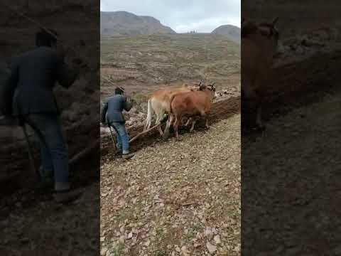 حراثة الارض على الثيران في اليمن