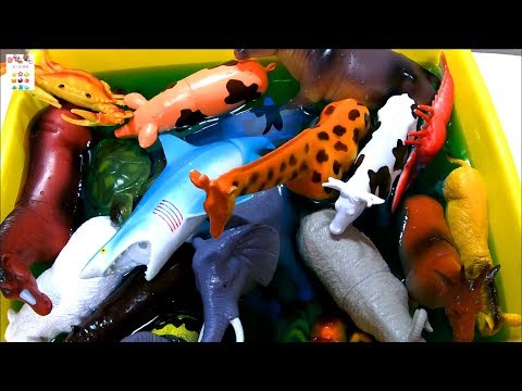 Learn Sea Animals Farm Animals Wild Zoo Animals Names English Korean 바다동물 농장동물 동물원동물 야생동물 이름 배우기
