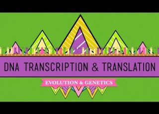 DNA Hot Pockets The Longest Word Ever Crash Course Biology 11