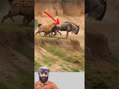 ليس الأقوى من يحاصربل من يعرف كيف ينجو اكسبلور Hearttouching إسلاميات Animals الحمد لله Duet