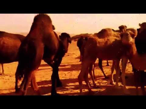 أشرف محفوظ المسوح