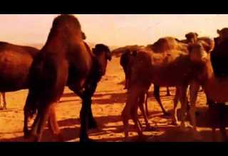 أشرف محفوظ المسوح