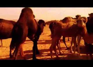 أشرف محفوظ المسوح