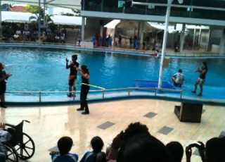 Dolphin Doing The Hula Hoop Underwater World