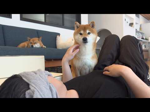 いつもと違うパパのそばから 柴犬は離れませんでした