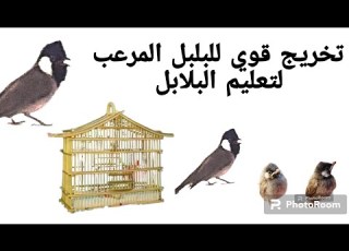  تخريج قوي البلبل المرعب لتعليم البلابل