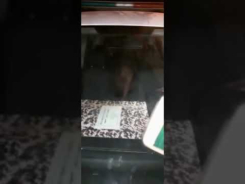 ابشع جريمة في مدينة القرية سلا دبح طفل صغير الله الطف بينا اليوم 26 11 2019