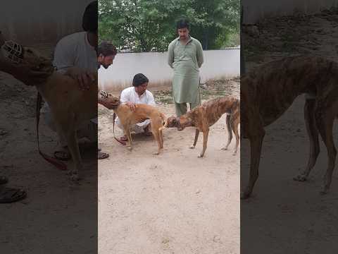 Greyhounds Shorts Dog