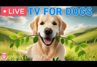 24 Hours Of Dog TV Calming Sleep Music For Dogs Soothing Music For Anxious And Stressed Dogs