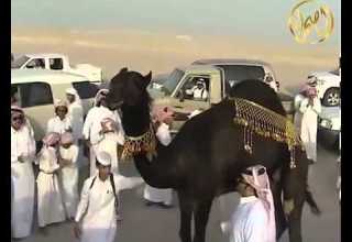 منقية بخيت المري أداء جفران المري جديد