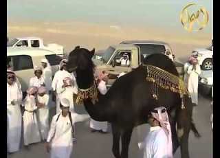 منقية بخيت المري أداء جفران المري جديد