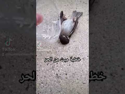عصفور ميت من الحر خطية شوفوا شصار فيه