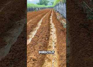 How Do Chinese Farmers Grow Sugarcane