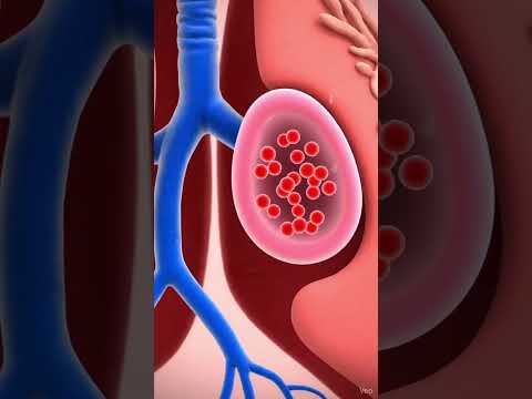 كيف تحدث عملية التنفس شاهد رحلة الهواء داخل جسمك خطوة بخطوة