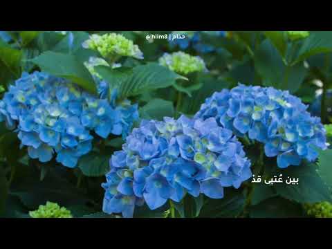 سلمي يانفس في حكم القضاء