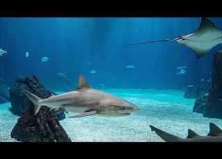  Inside The Lisbon Oceanarium A Journey Into The Underwater World