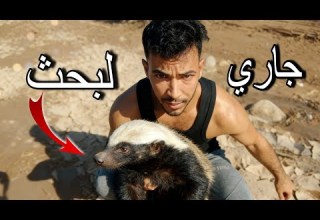 البحث عن عسيلة غرير العسل يستحق المشاهدة