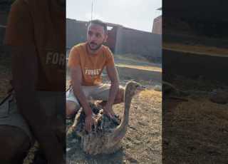 خرجنا النعام في الشارع أحمد السيد