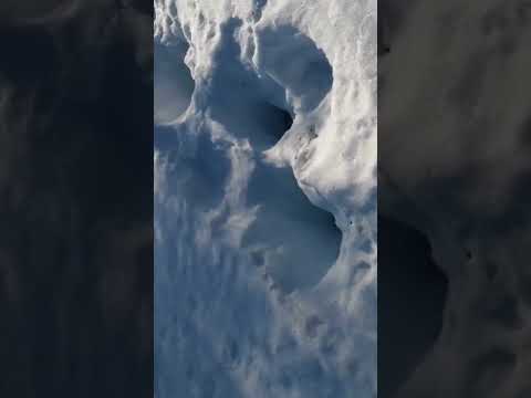 На лыжах стало тяжко Nature лесной лыжи