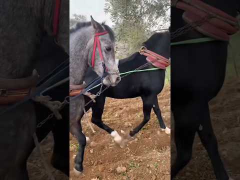 المزارع الفلسطيني يحرث أرضه