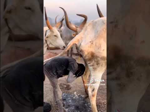 الهنود يتباركون ببول البقره India