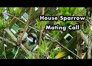 House Sparrow Mating Call Bird Call Sounds Sparrow Sounds