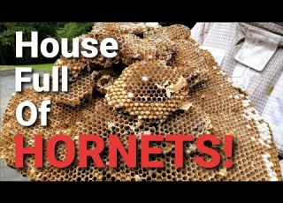 MASSIVE European Hornets INFESTATION THOUSANDS Of HORNETS SWARM
