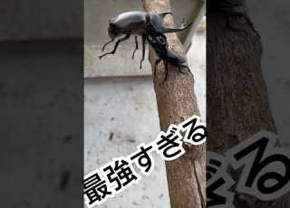  国産対決 オオクワガタvsカブトムシ Shorts クワガタバトル