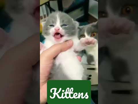 Kittens Cats Beautiful Kitten Mano Billi بلی کے پیارے پیارے بچے Kittens Cats Beautiful Kitten Mano Billi بلی کے پیارے پیارے بچے