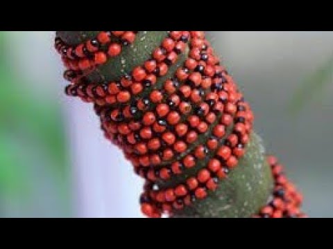 TIBA ASILI MBEGU ZA LUFYAMBO MSIKESIKE MLAZALAZA JINSI ZINAVYOFANYA KAZI N K Tumia Zikusaidie