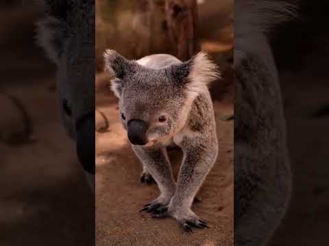 حيوان الكوالا غموض حقائق