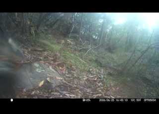  2026 06 25 16 44 51 Wallabia Bicolor Swamp Wallaby