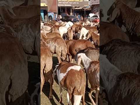 الضأن في السودان سوق مواشي شارع الوادي الثلاثاء 24 1 2023