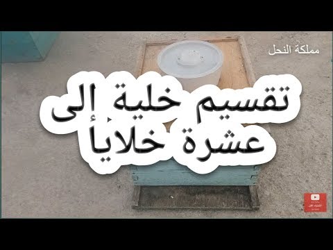 طريقة تقسيم خلية نحل إلى أكبر عدد من الخلايا