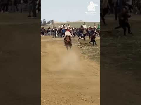 فرسان الشاوية فانتازية ليها ماليها مجانة البرج الجزائر