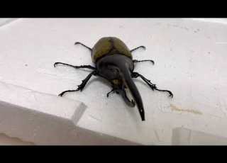  ヘラクレスオオカブトvsマンディブラリスフタマタクワガタ