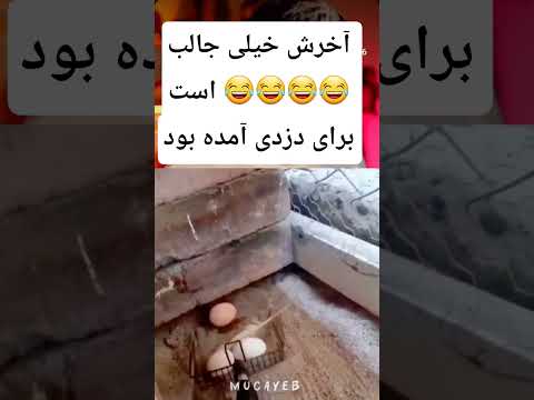 واقعا که موردم از خنده آخرش را از دست نتین