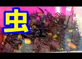 ＵＦＯキャッチャー カブトムシとりすぎたらやばいのキタ