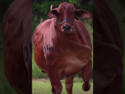 اكبر عجل في العالم