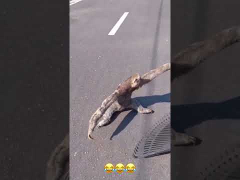 Oso Perezoso Gracioso