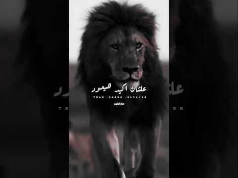 تريند الشـــــار ع غاب الملك م الغابه صابر الطيب