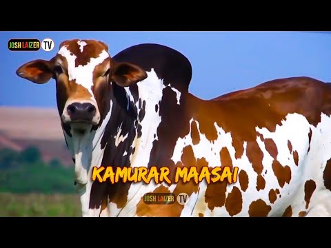 Kamurar Maasai Koilel Ai Enkiteng Orwamba Music Video