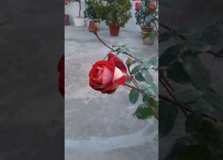 Different Types Of Rose Gardening Rose Gardening Flowers Viralshorts