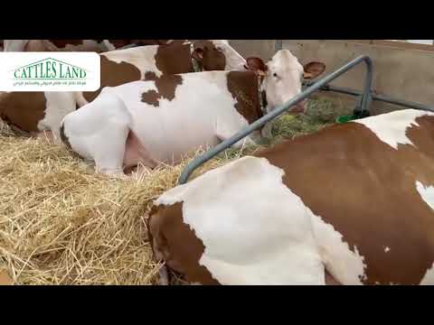 ابقار المونتبليارد الفرنسية