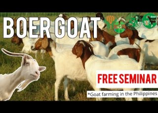 Seminar For Goat Farming Goat Farming In Philippines Boer Goat Farming Philippines Happy Farmer