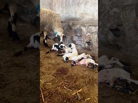 ولادة النعجة ولدات خمسة توائم ماشاء الله ولادة النعجة ولدات خمسة توائم ماشاء الله